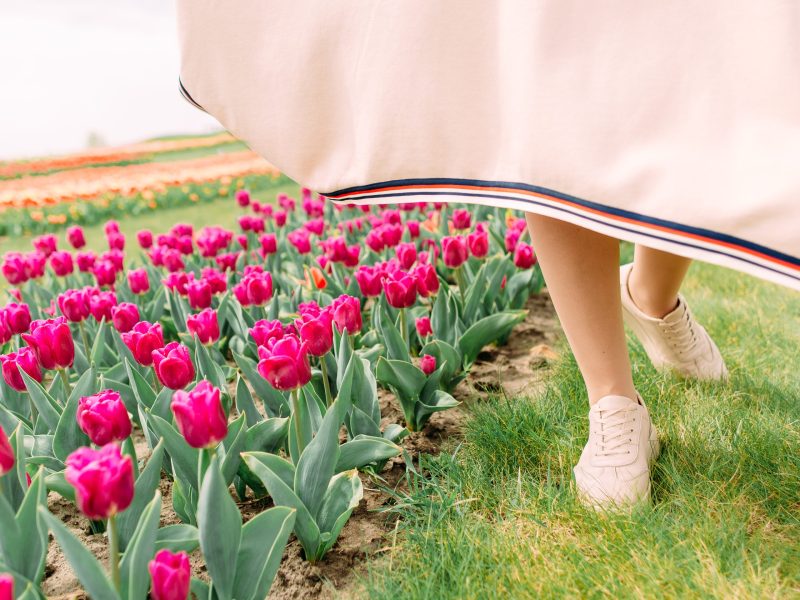 Tiptoe through the Tulips of Washington